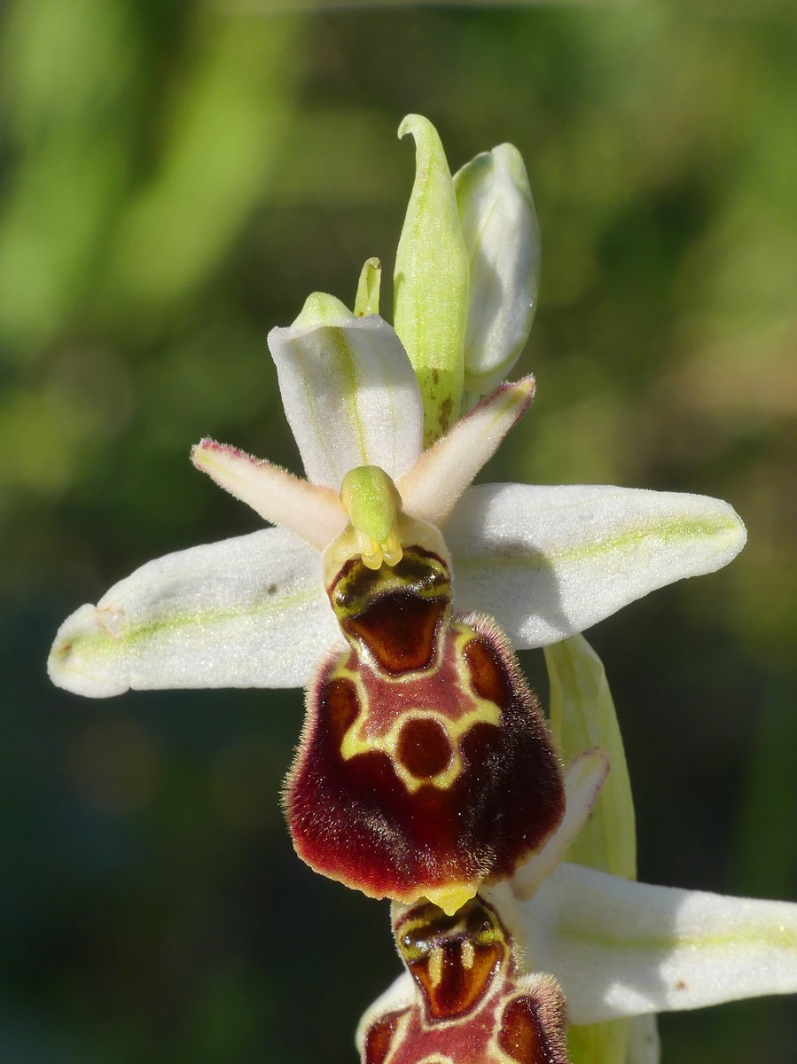 Ophrys exaltata subsp. montis-leonis e forme di variabilit nel Lazio, marzo e aprile 2018